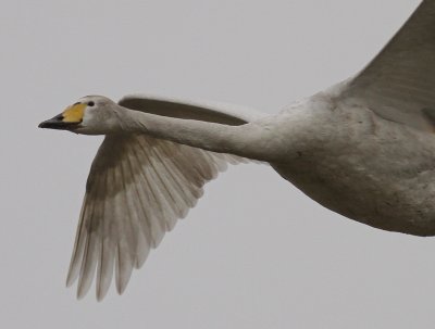 Sngsvan [Whooper Swan] (IMG_0496)