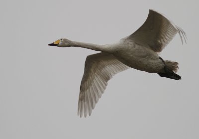 Sngsvan [Whooper Swan] (IMG_0498)