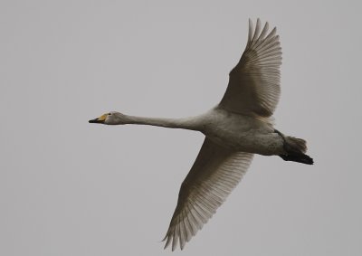 Sngsvan [Whooper Swan] (IMG_0499)
