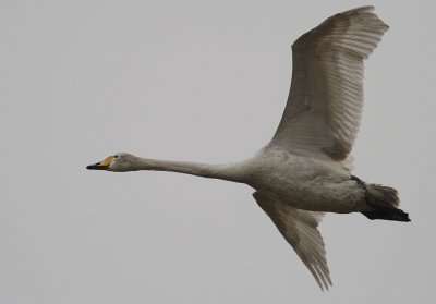 Sngsvan [Whooper Swan] (IMG_0500)