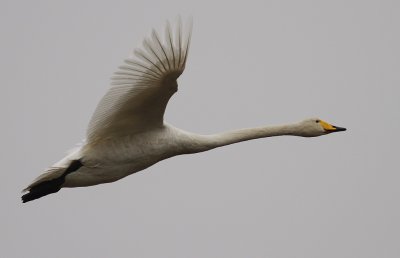 Sngsvan [Whooper Swan] (IMG_0505)