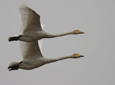 Sngsvan [Whooper Swan] (IMG_0506)