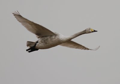 Sngsvan [Whooper Swan] (IMG_0508)