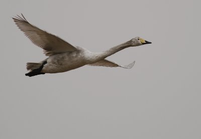 Sngsvan [Whooper Swan] (IMG_0510)