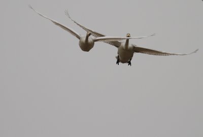 Sngsvan [Whooper Swan] (IMG_0514)