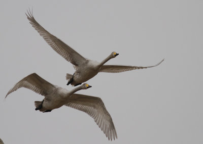 Sngsvan [Whooper Swan] (IMG_0515)