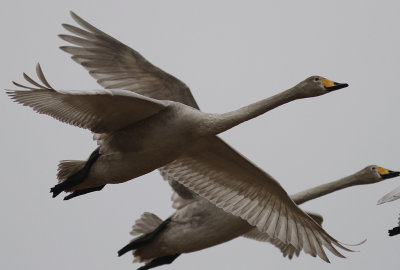 Sngsvan [Whooper Swan] (IMG_0517)