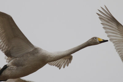 Sngsvan [Whooper Swan] (IMG_0518)