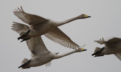 Sngsvan [Whooper Swan] (IMG_0519)