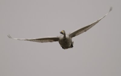 Sngsvan [Whooper Swan] (IMG_0524)