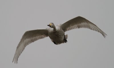 Sngsvan [Whooper Swan] (IMG_0525)