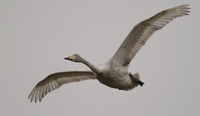 Sngsvan [Whooper Swan] (IMG_0527)