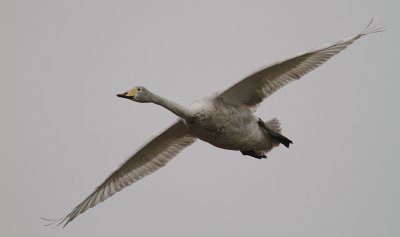 Sngsvan [Whooper Swan] (IMG_0528)