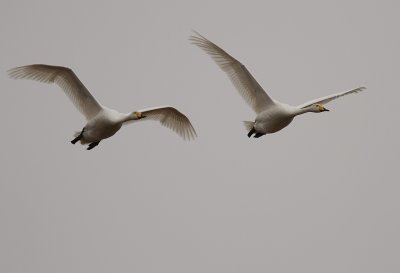 Sngsvan [Whooper Swan] (IMG_0535)