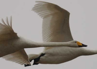 Sngsvan [Whooper Swan] (IMG_0536)