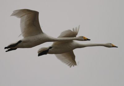 Sngsvan [Whooper Swan] (IMG_0537)