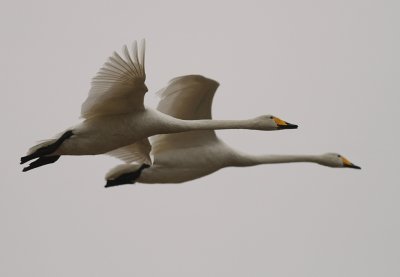 Sngsvan [Whooper Swan] (IMG_0538)