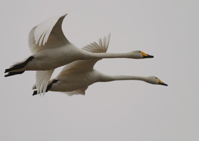 Sngsvan [Whooper Swan] (IMG_0539)