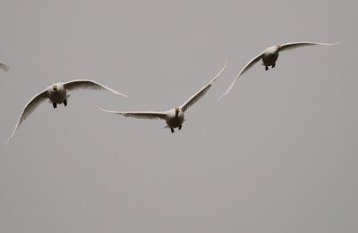 Sngsvan [Whooper Swan] (IMG_0541)
