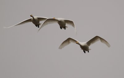 Sngsvan [Whooper Swan] (IMG_0543)