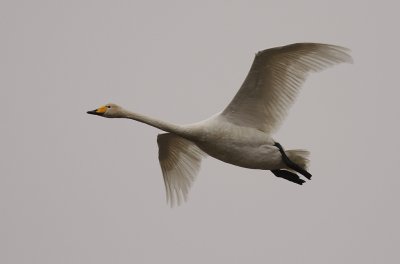 Sngsvan [Whooper Swan] (IMG_0548)