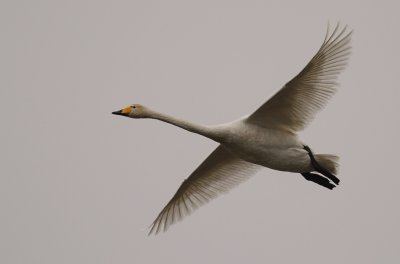 Sngsvan [Whooper Swan] (IMG_0549)