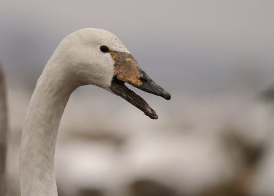 Sngsvan [Whooper Swan] (IMG_0591)