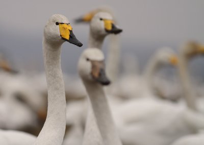 Sngsvan [Whooper Swan] (IMG_0605)