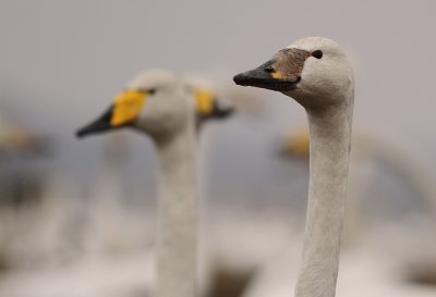 Sngsvan [Whooper Swan] (IMG_0608)