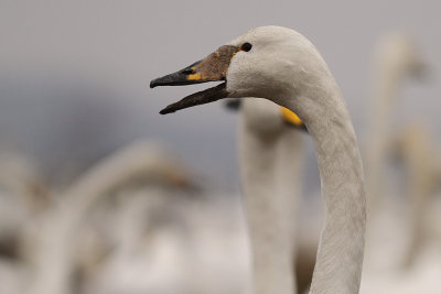 Sngsvan [Whooper Swan] (IMG_0609)