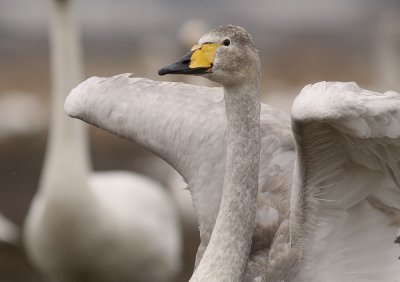 Sngsvan [Whooper Swan] (IMG_0615)