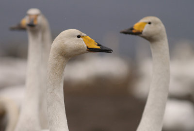 Sngsvan [Whooper Swan] (IMG_0617)