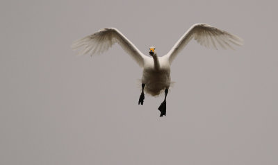 Sngsvan [Whooper Swan] (IMG_0624)