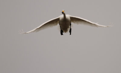 Sngsvan [Whooper Swan] (IMG_0625)