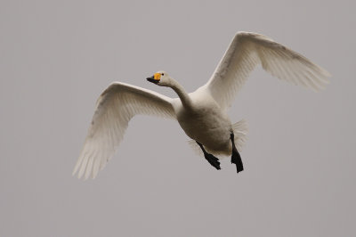 Sngsvan [Whooper Swan] (IMG_0626)