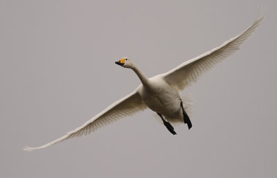 Sngsvan [Whooper Swan] (IMG_0627)