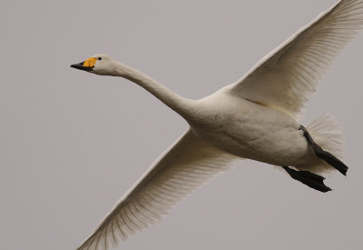 Sngsvan [Whooper Swan] (IMG_0628)
