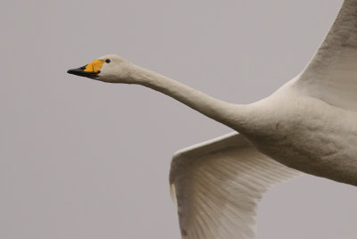 Sngsvan [Whooper Swan] (IMG_0629)