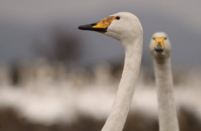 Sngsvan [Whooper Swan] (IMG_0638)