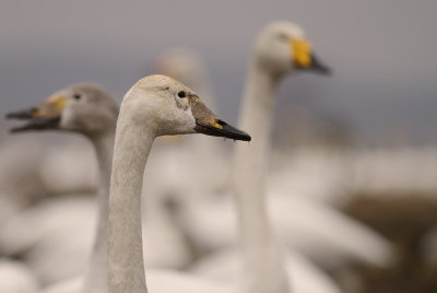 Sngsvan [Whooper Swan] (IMG_0647)