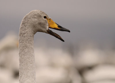 Sngsvan [Whooper Swan] (IMG_0652)