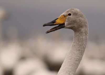 Sngsvan [Whooper Swan] (IMG_0654)