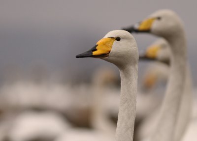 Sngsvan [Whooper Swan] (IMG_0655)