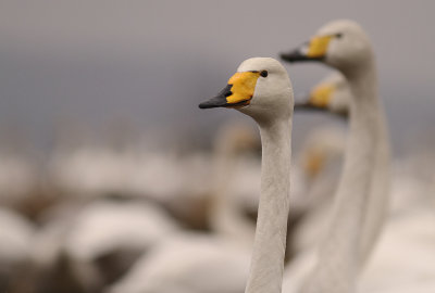 Sngsvan [Whooper Swan] (IMG_0656)