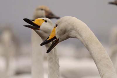 Sngsvan [Whooper Swan] (IMG_0663)