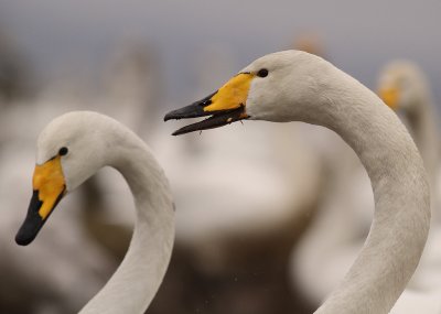 Sngsvan [Whooper Swan] (IMG_0669)