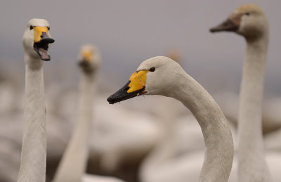 Sngsvan [Whooper Swan] (IMG_0670)