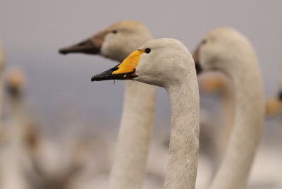 Sngsvan [Whooper Swan] (IMG_0673)