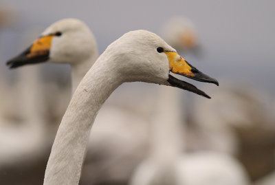 Sngsvan [Whooper Swan] (IMG_0681)