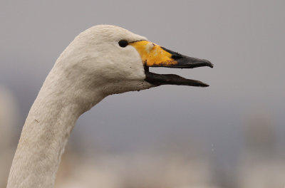 Sngsvan [Whooper Swan] (IMG_0682)